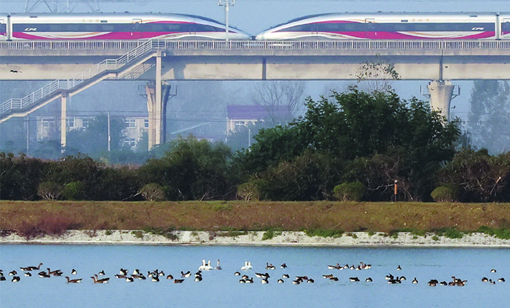 蔡城塘迎来候鸟季