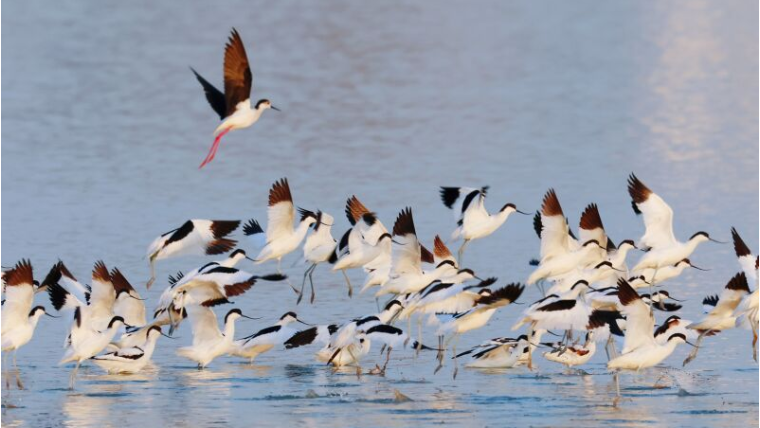 初春跃动蔡城塘